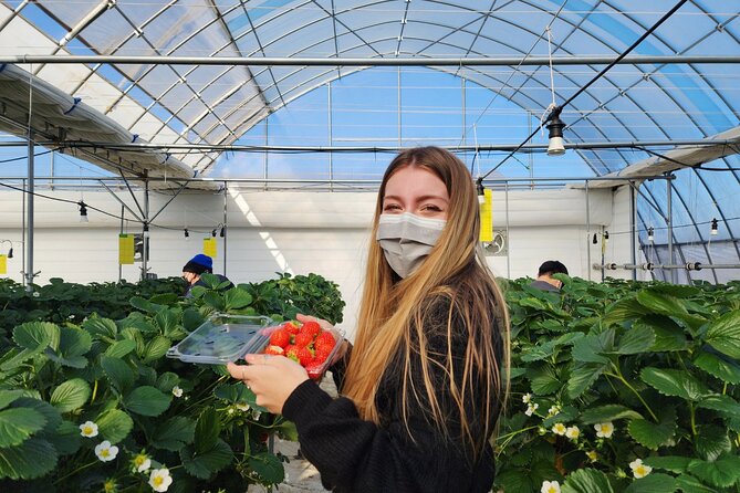 Strawberry Picking, Winter Sled with Eobi Ice Valley from Seoul - Vivaldi Park Snowyland: sledding runs and snowy photo zones