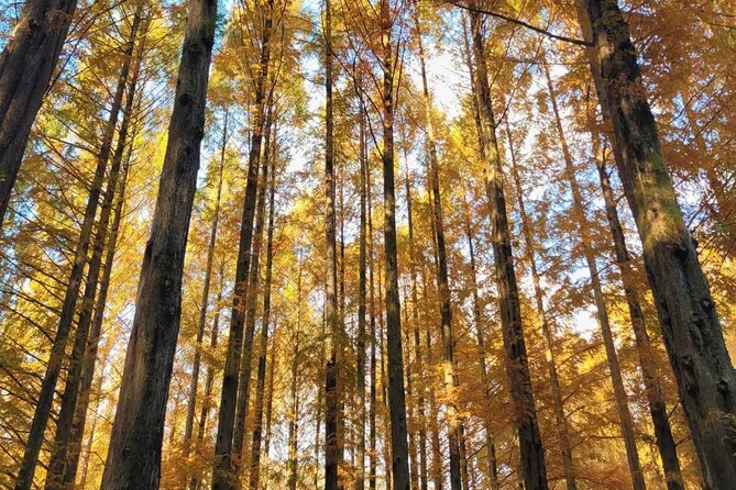 Suwon Hwaseong Fortress & Jangtaesan Full-Day Tour: Autumn Leaves - Weather, Timing, and What to Pack for Autumn in Korea