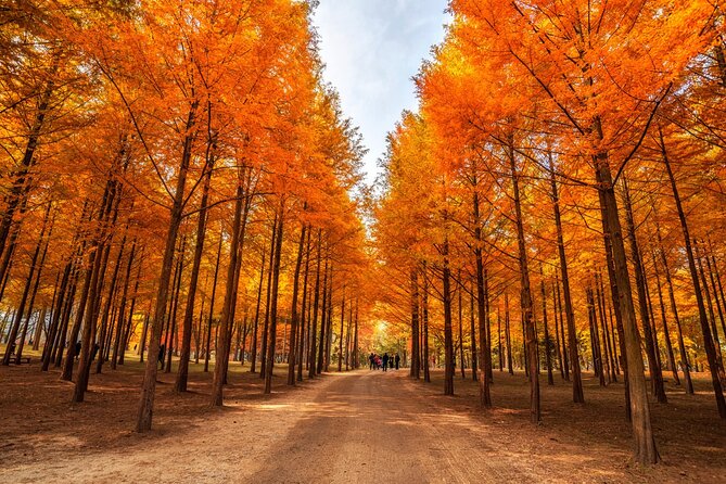 Trip to Nami Island with Petite France & Italian Village, Garden of Morning Calm - Why Nami Island still matters for Seoul visitors